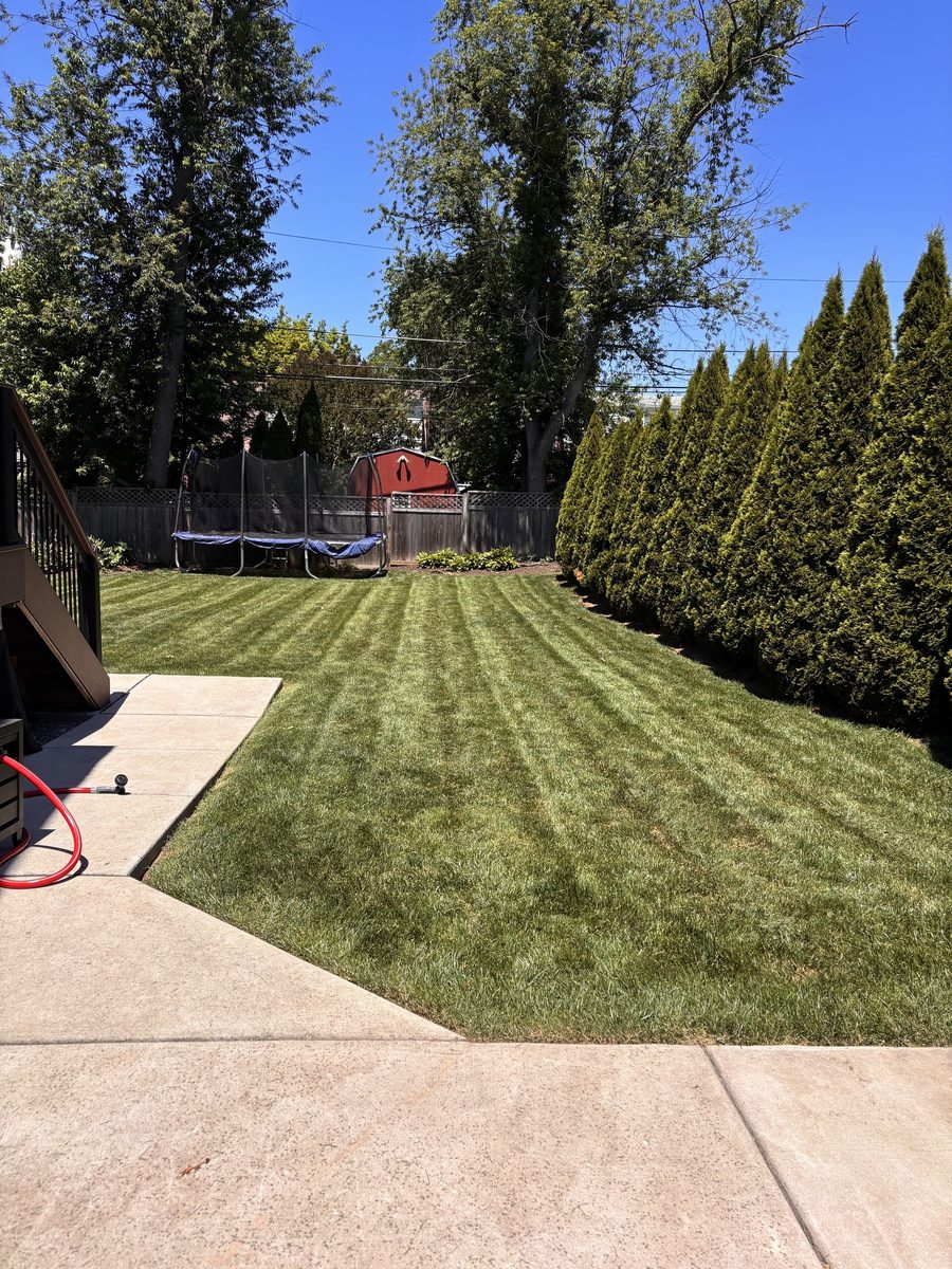 Backyard lawn mowed in bold straight stripes beside a row of tall evergreens